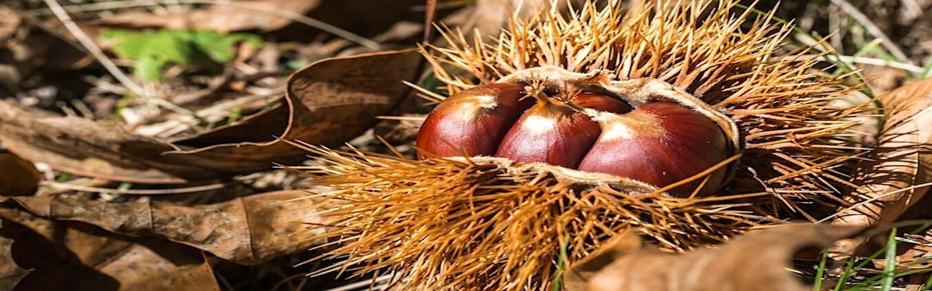 castagnata